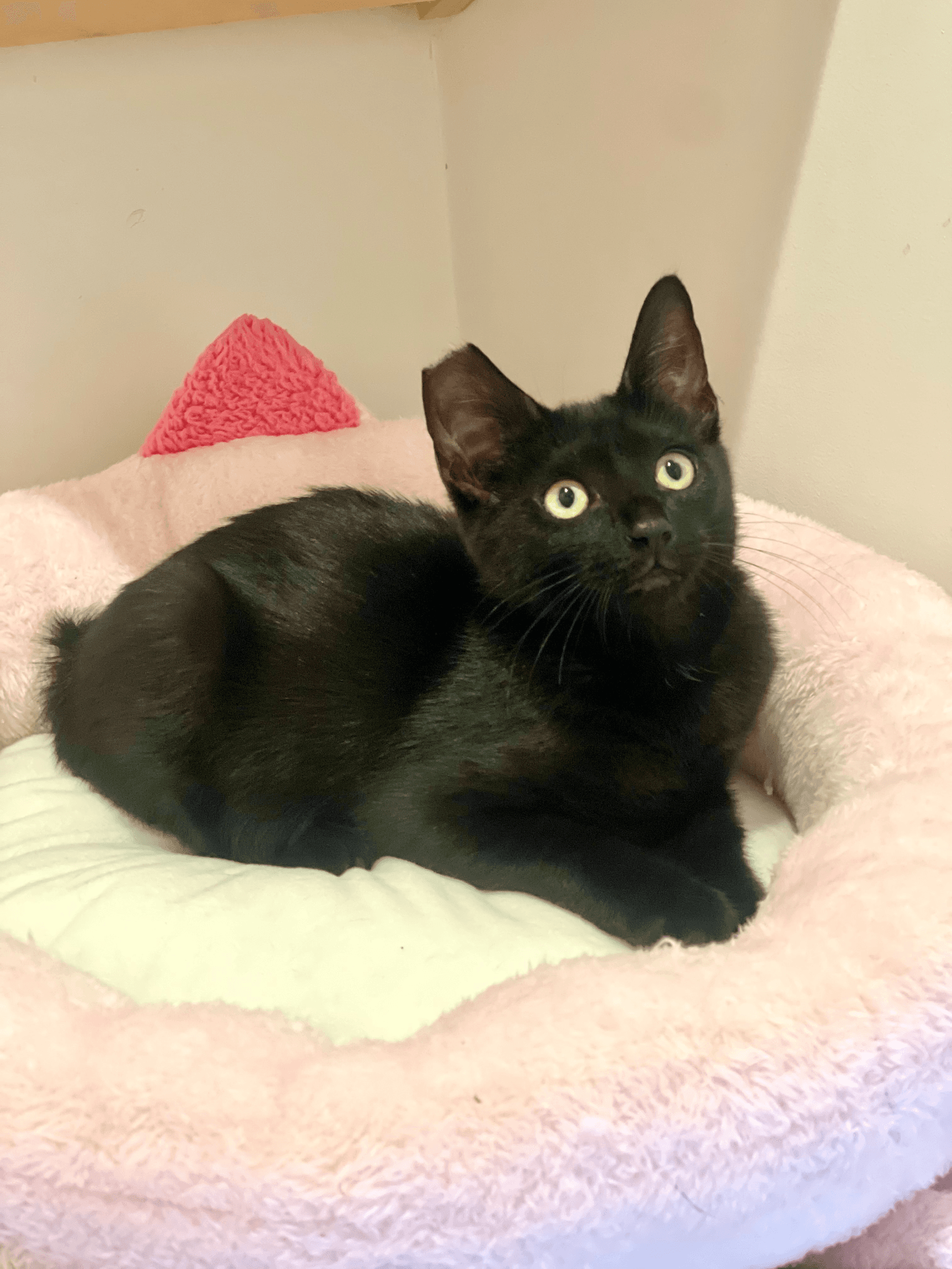 Zara - Domestic Short Hair