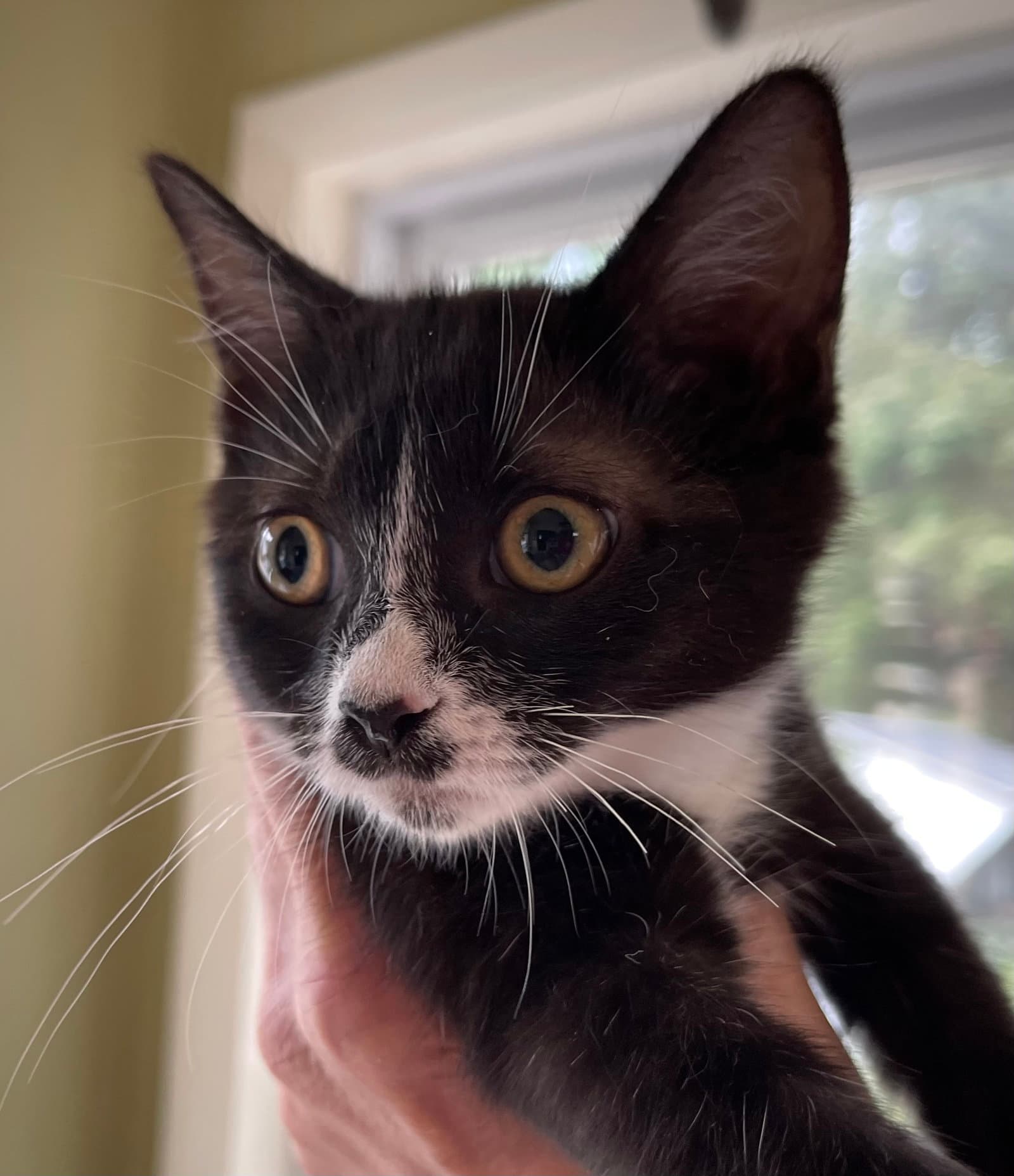 Sneezy - Domestic Short Hair