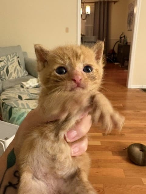 Splash Bonded With Sandy - Domestic Short Hair
