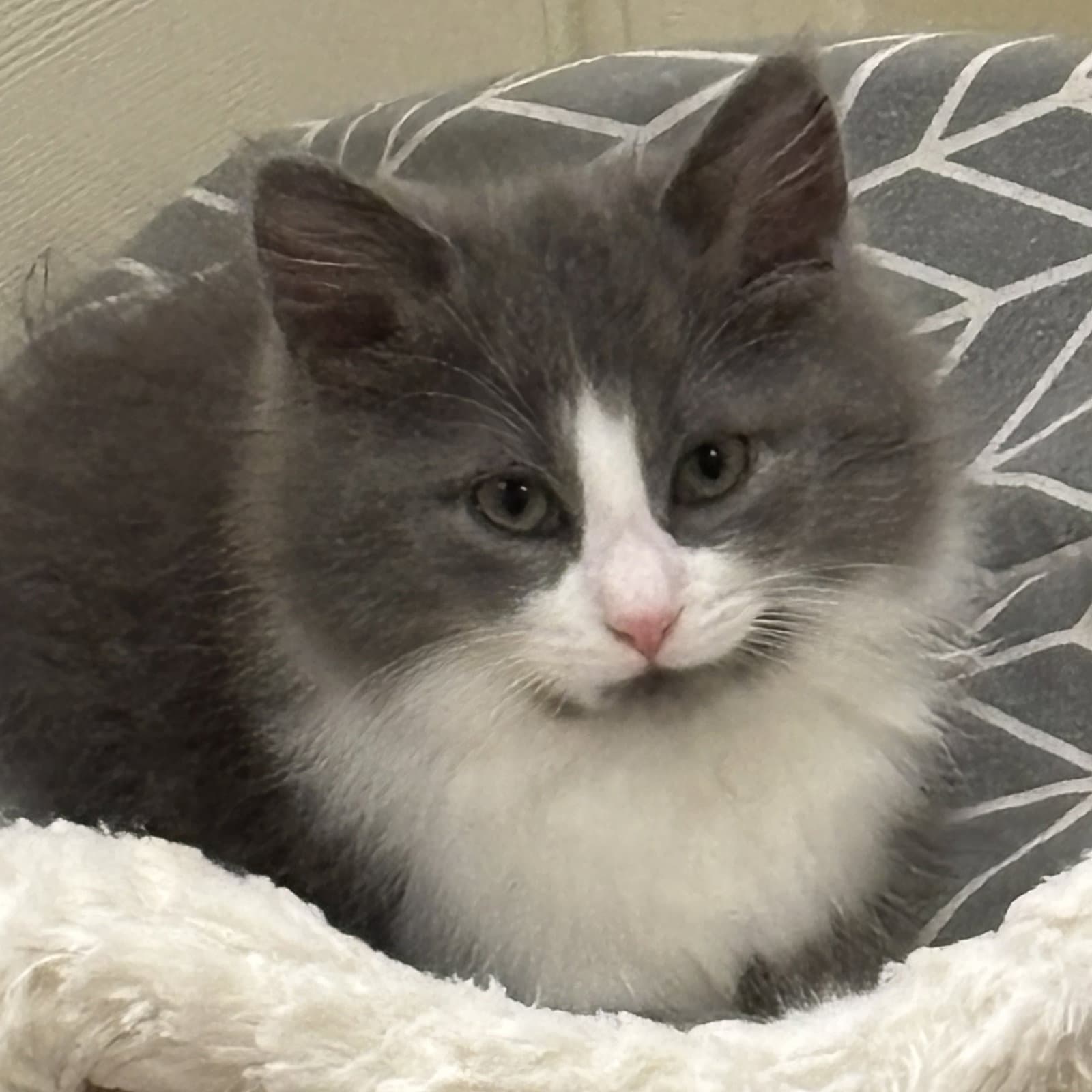 Juicy Love Dion Fluffy Diva And She Knows It - Domestic Long Hair