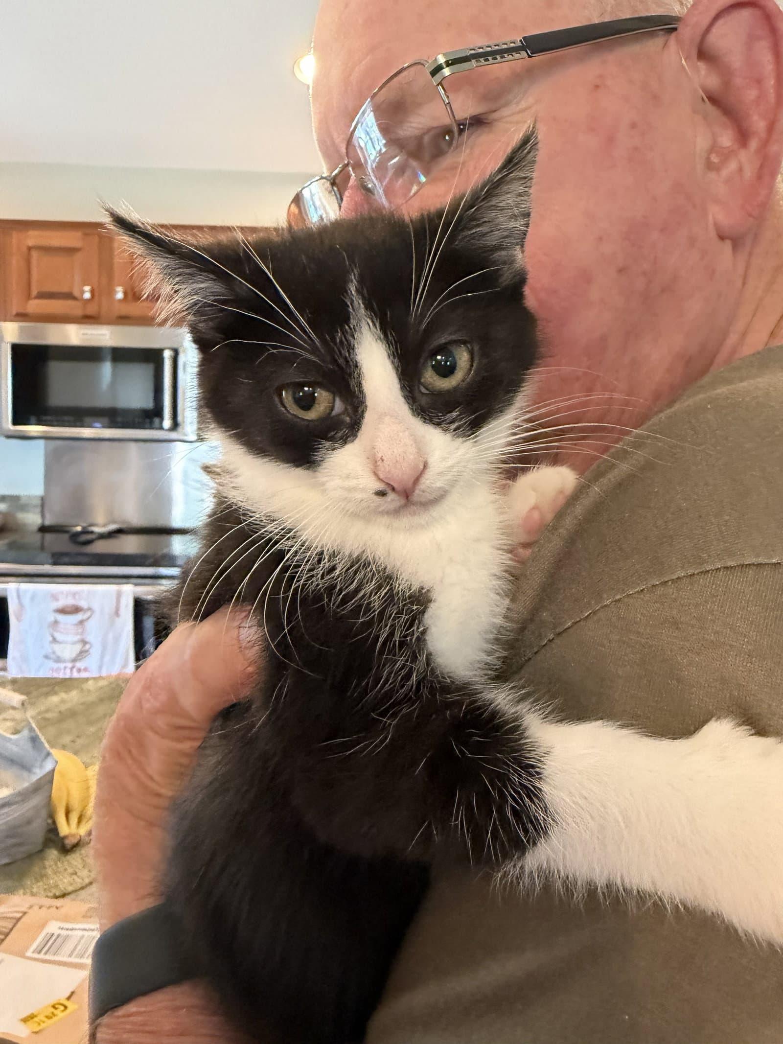 Nini Coco Petite Little Gal - Domestic Short Hair