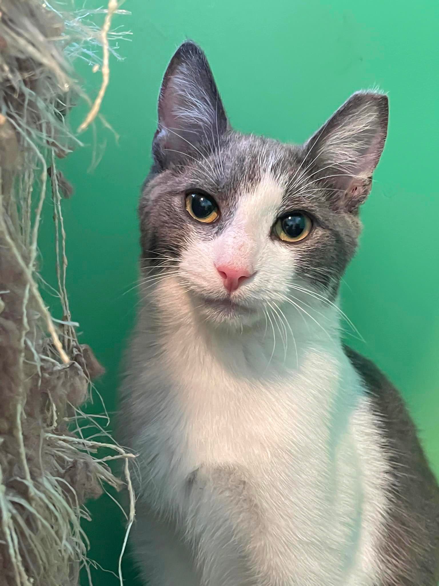 Benji - Domestic Short Hair