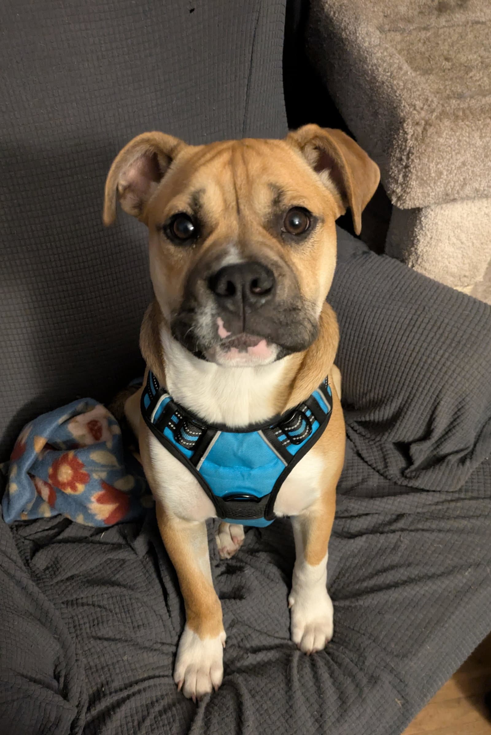 Louie Help I Need A Foster Home - Boxer