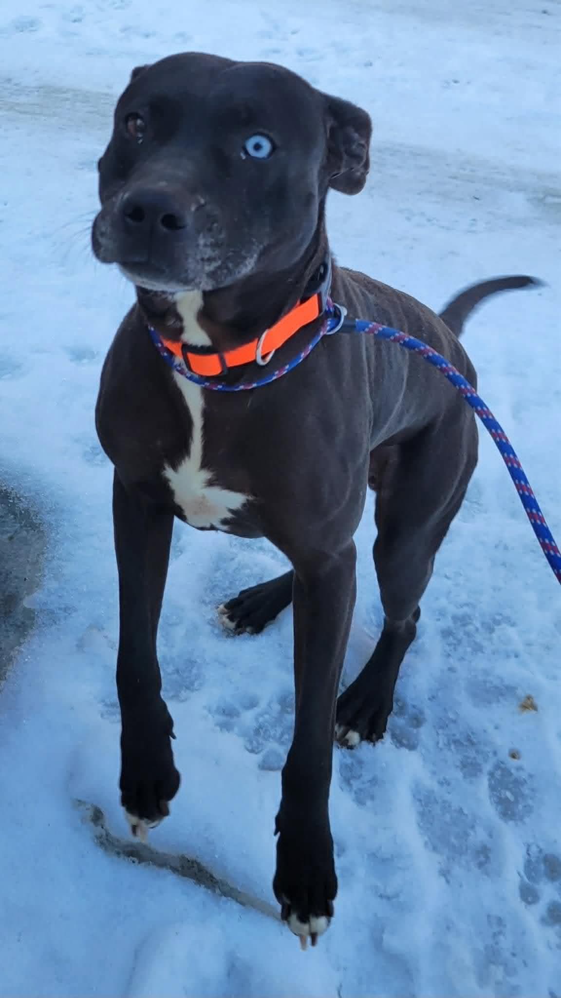 Socrates Help I Need A Foster Home - Pit Bull Terrier