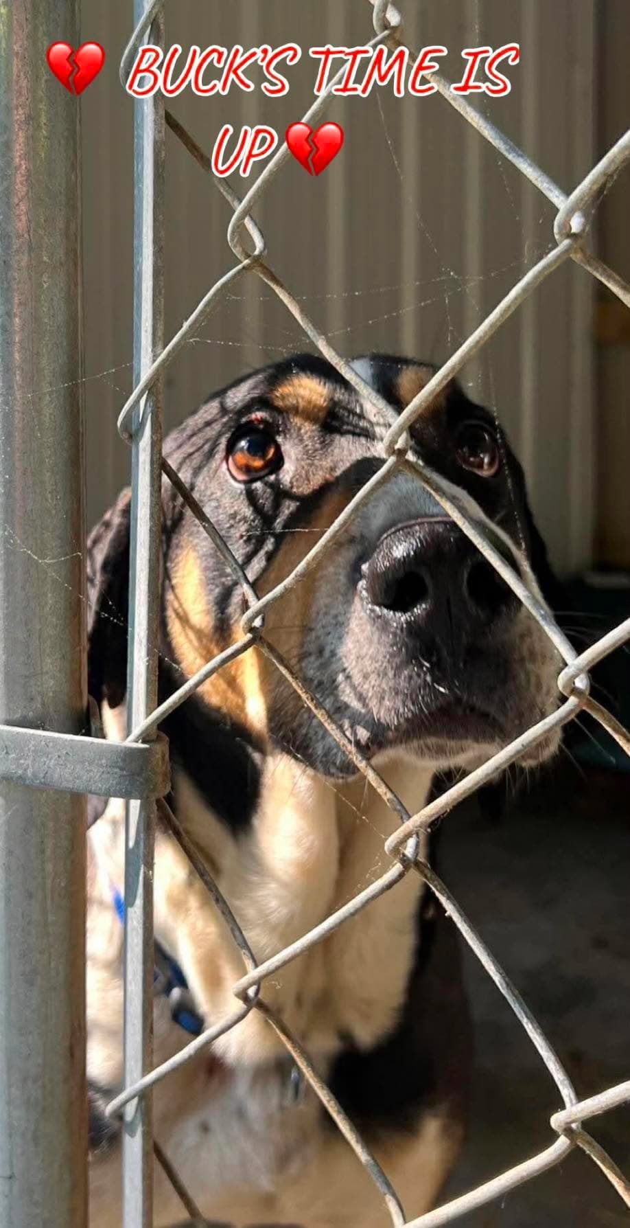 Buck Help I Need A Foster Home - Hound