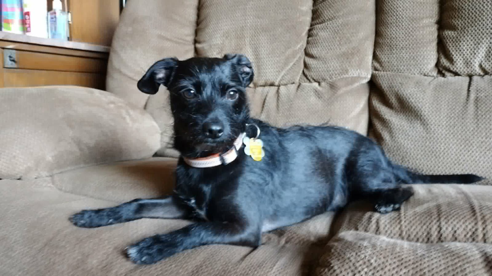 Bert - Terrier