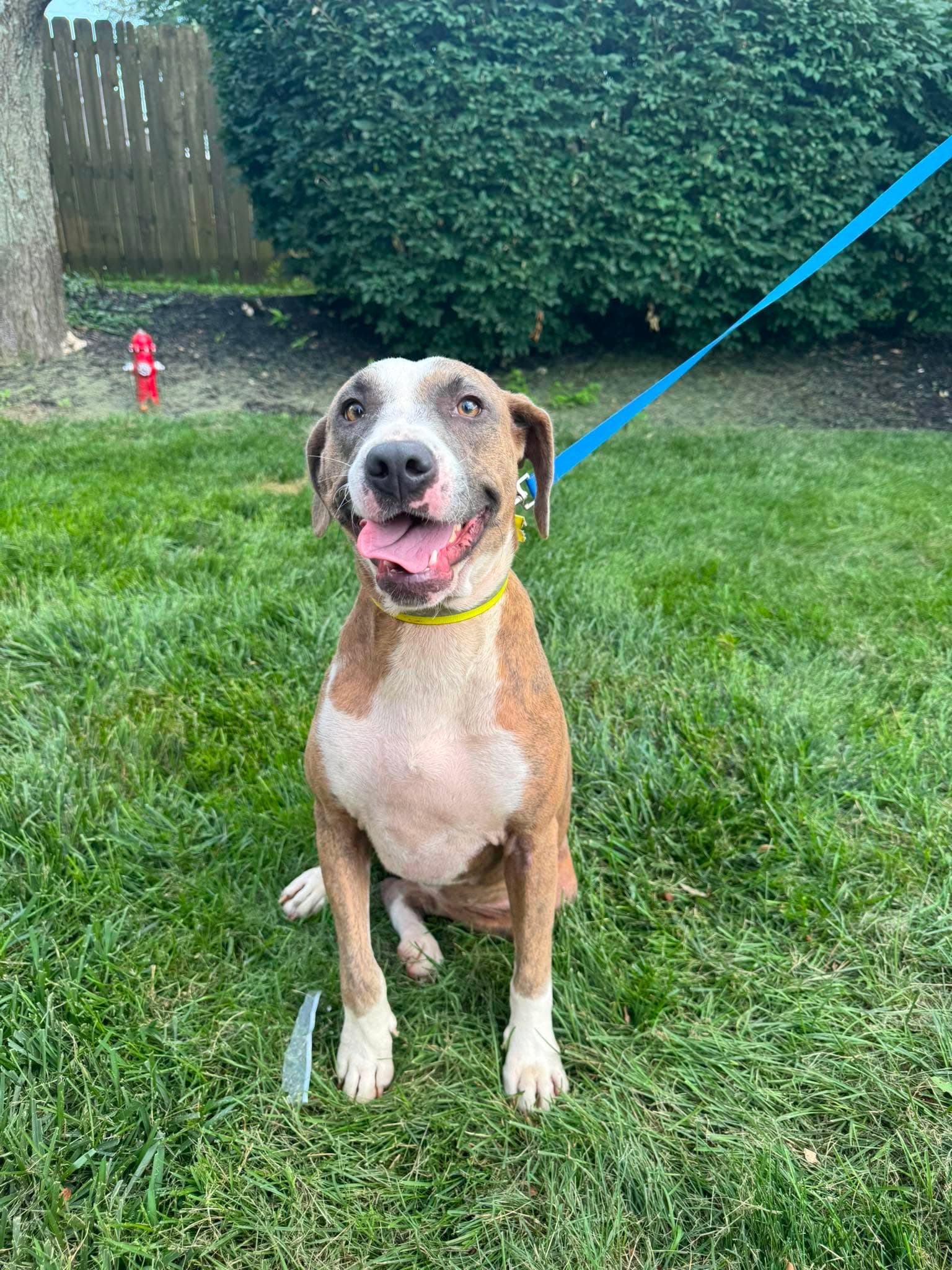 Peach I Could Use A Foster Home - Hound