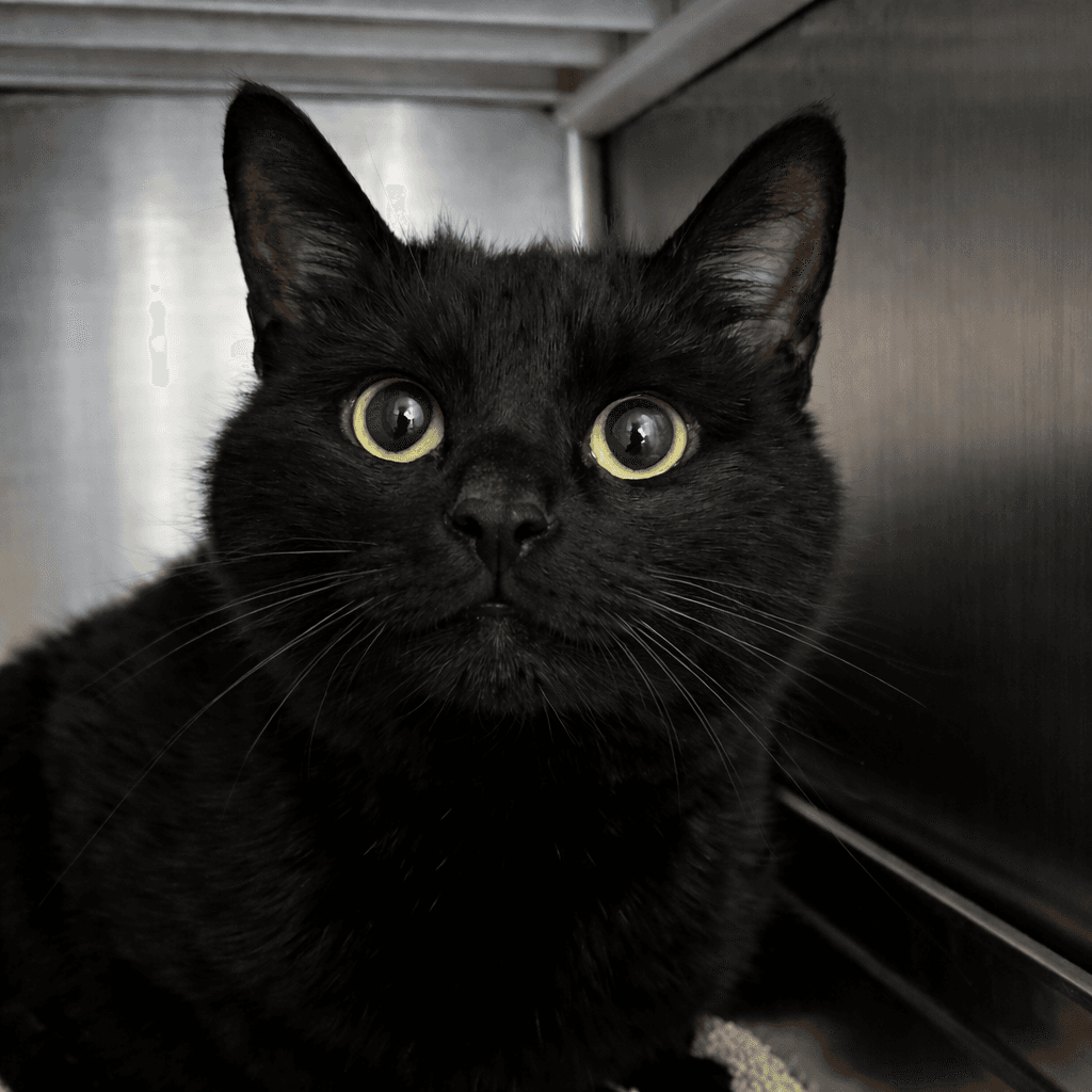 Ryder - Domestic Short Hair