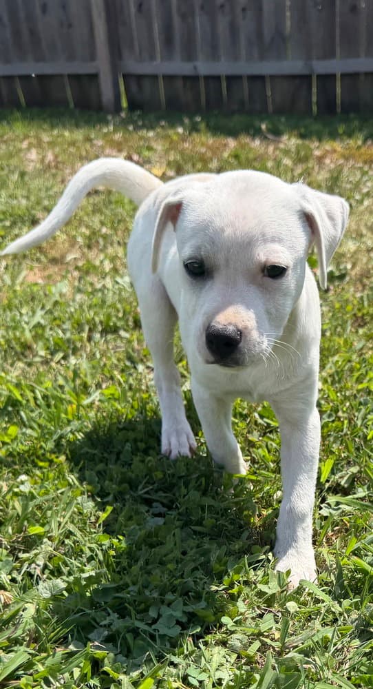 Delaware Bear - Jack Russell Terrier