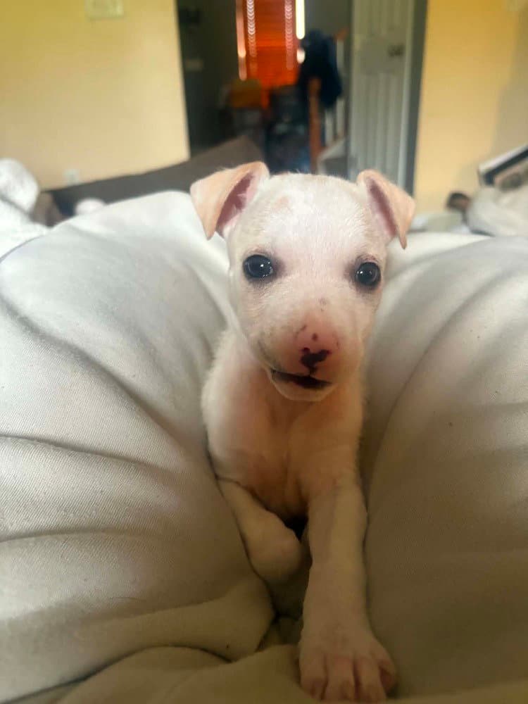 Delaware Odessa - Jack Russell Terrier