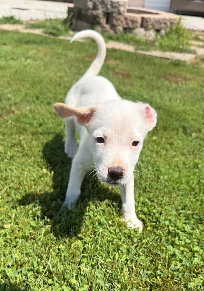 Delaware Lincoln - Jack Russell Terrier