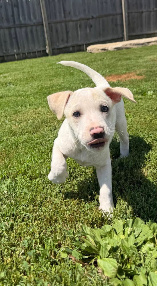 Delaware Clayton - Jack Russell Terrier