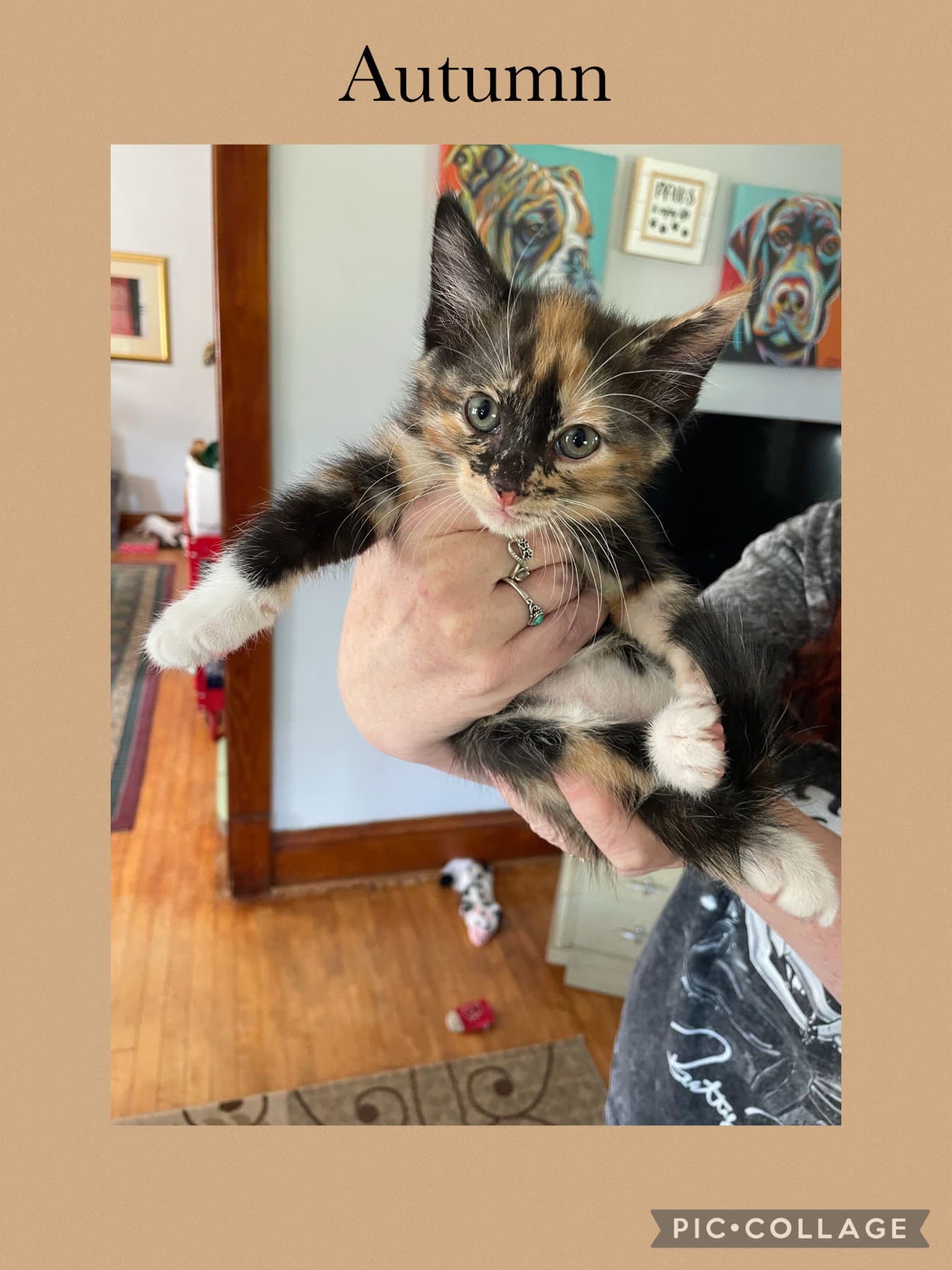 Shaylah Kitten- Autumn - Domestic Short Hair