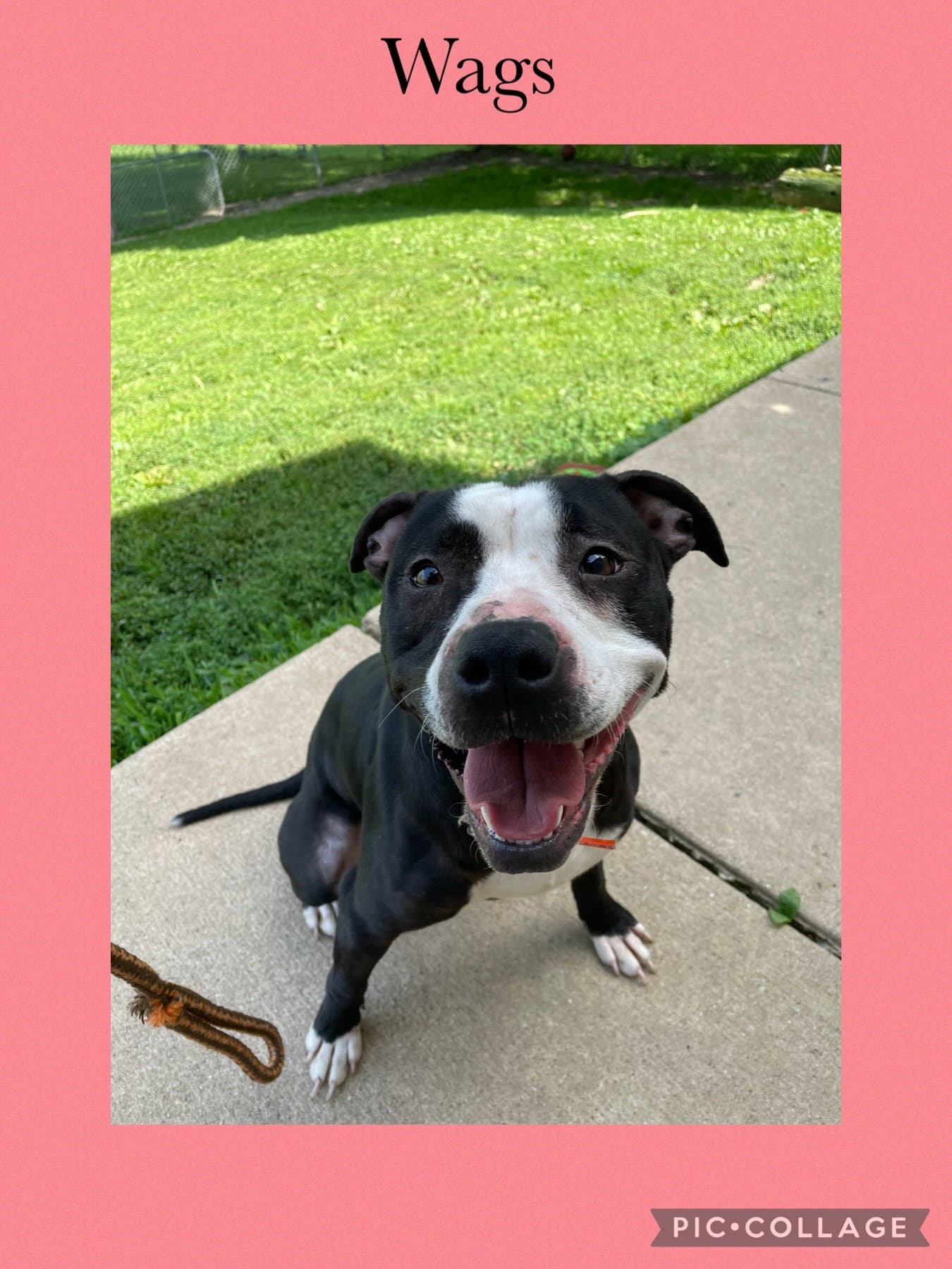 Wags - American Pit Bull Terrier