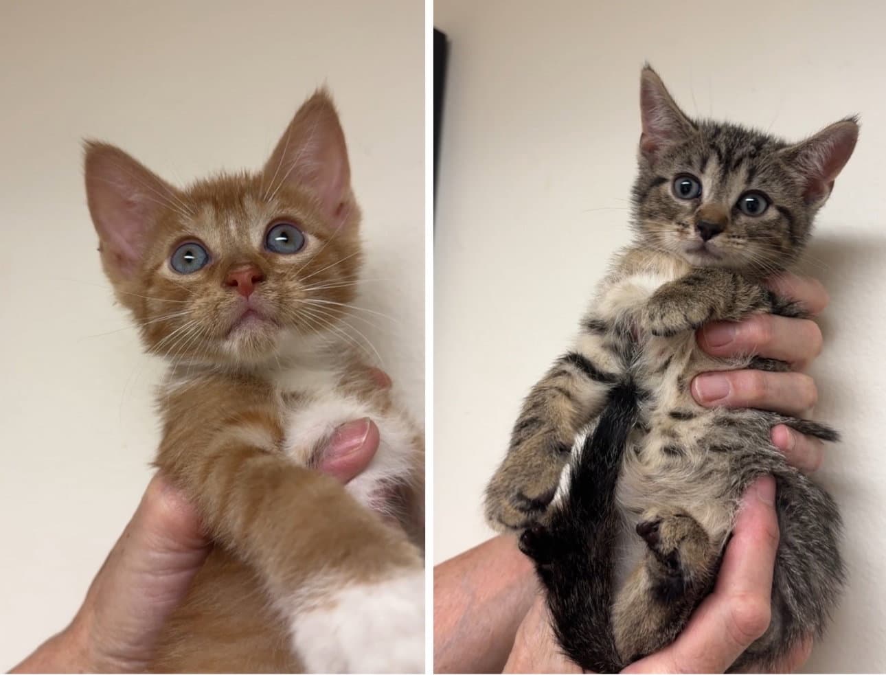 Porkchop And Alaska - Domestic Short Hair