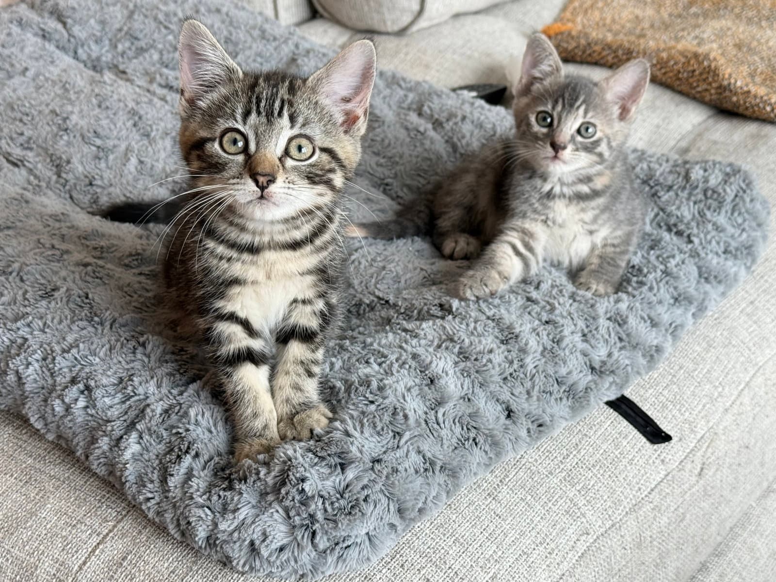 Butter And Jam - Domestic Short Hair