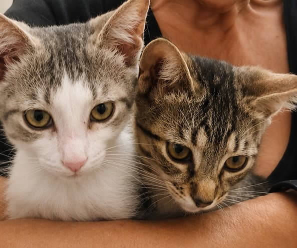 Stars And Stripes - Domestic Short Hair