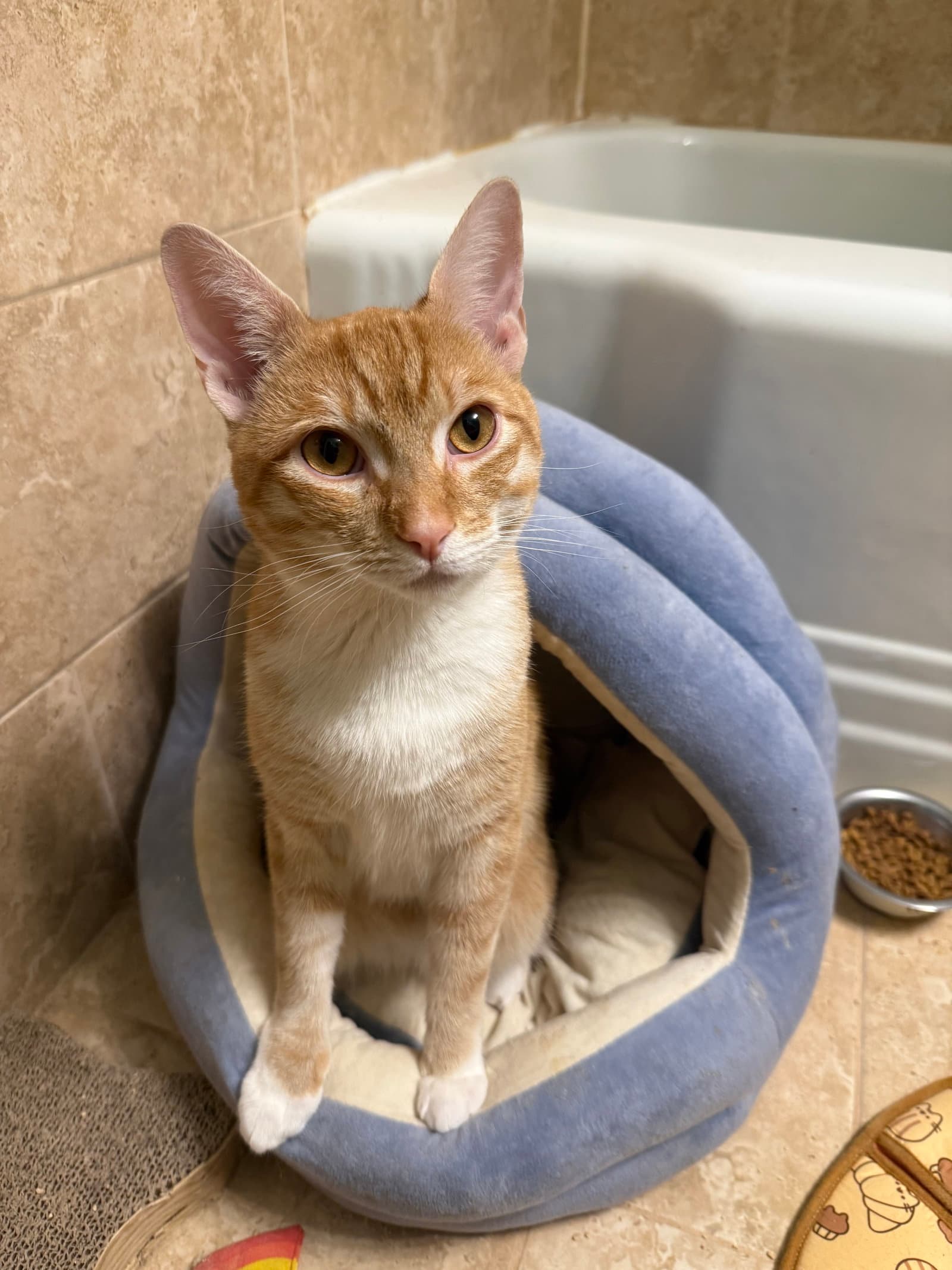 Pj - Domestic Short Hair