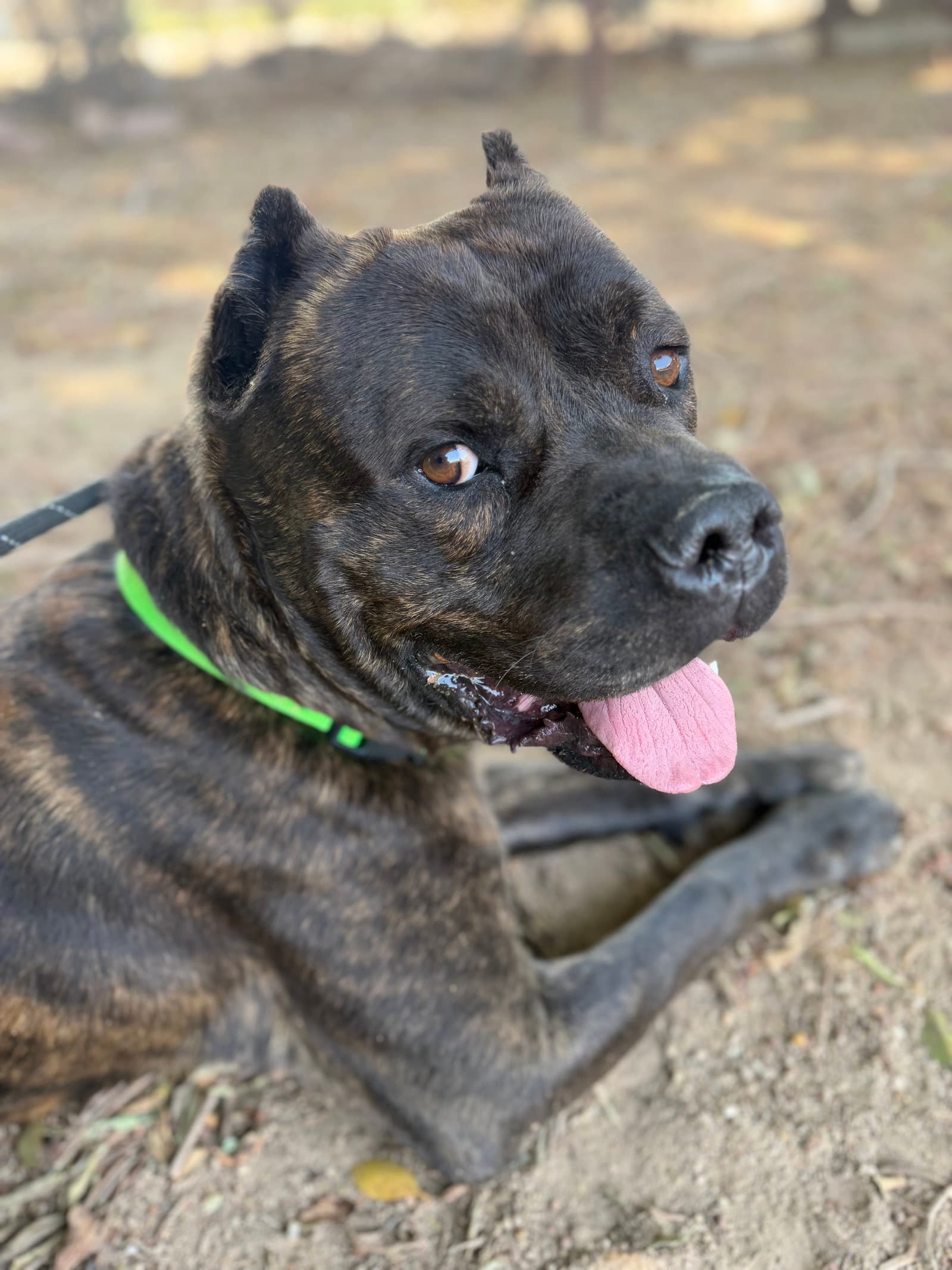 Vader - Cane Corso Mastiff