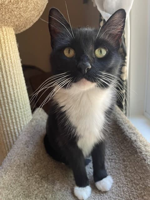 Belle Fcid - - Tuxedo