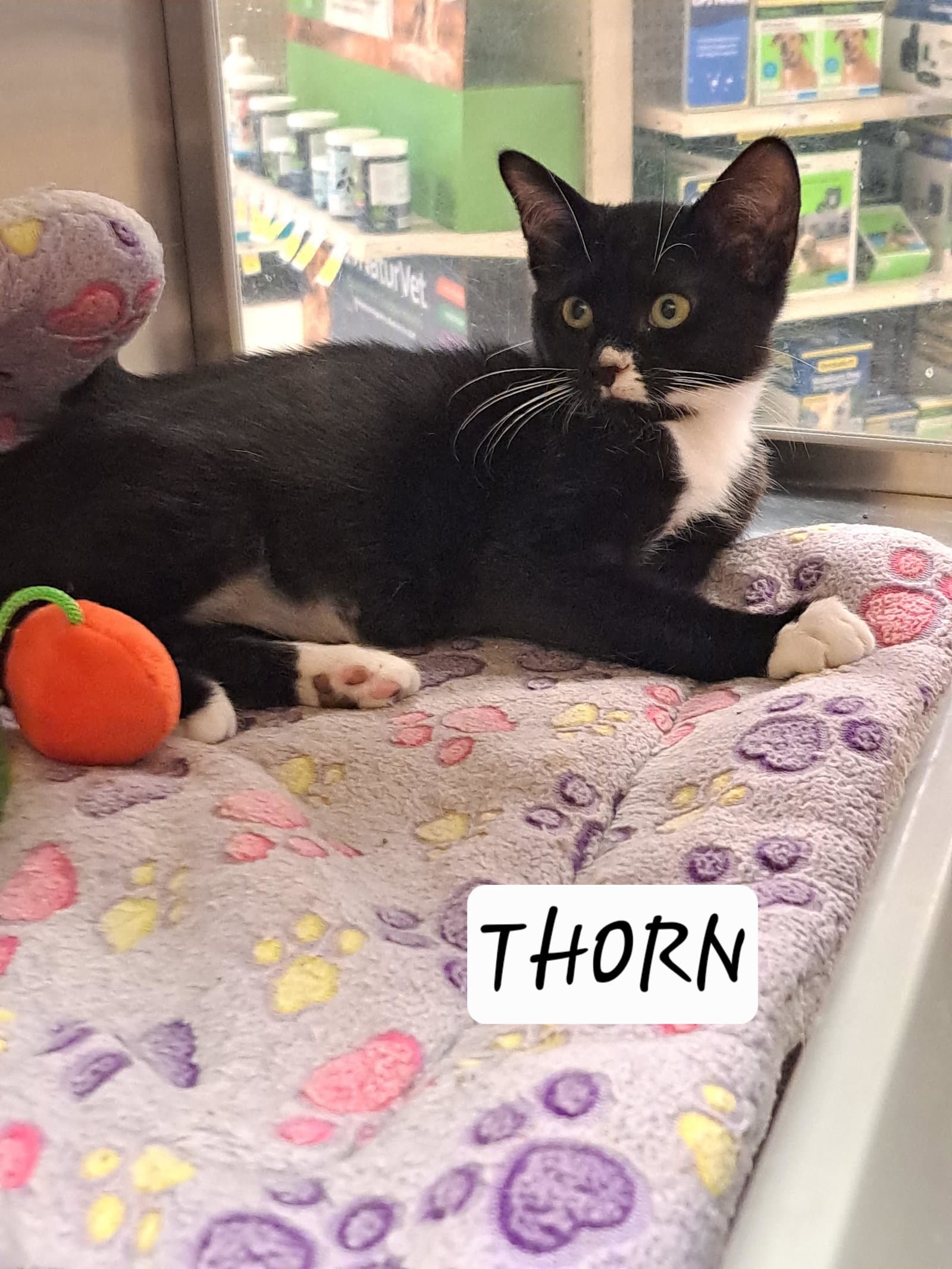 Thorn Fcid - Brandywine Ps - Tuxedo