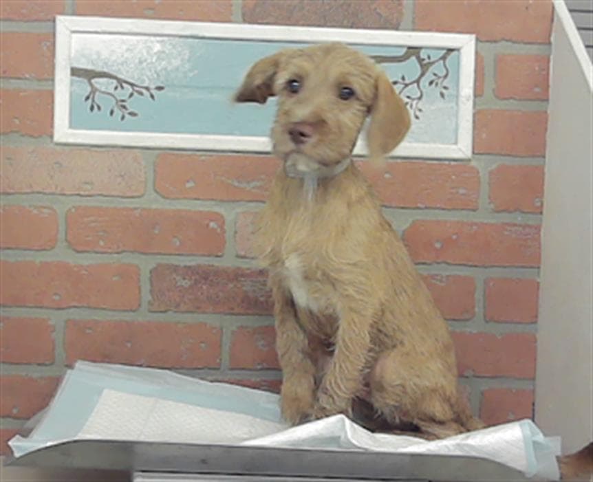 Sawyer - Toy Fox Terrier