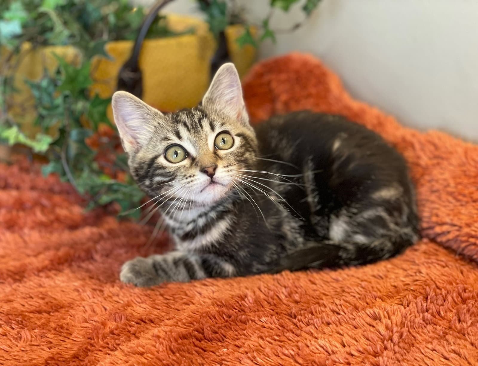 Jasmine - Tabby