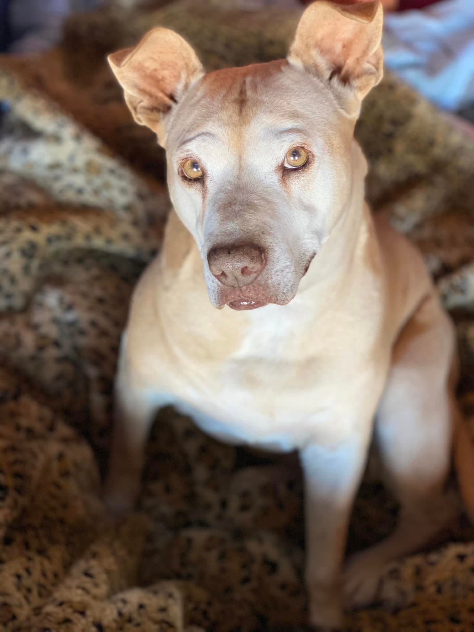 Missy - American Staffordshire Terrier