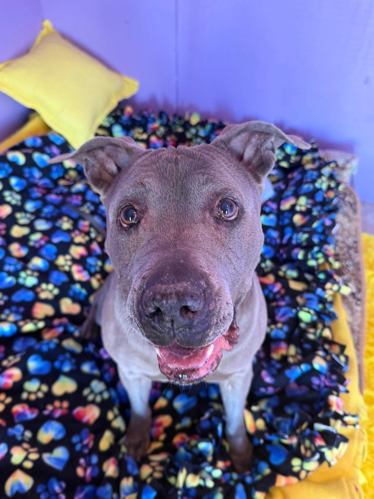 Rayna - American Staffordshire Terrier