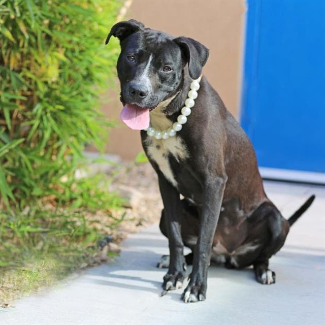 Mochi - Pit Bull Terrier