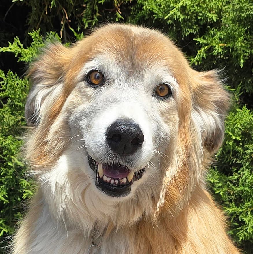 Flawless Ms Farah Exquisite Collie - Collie