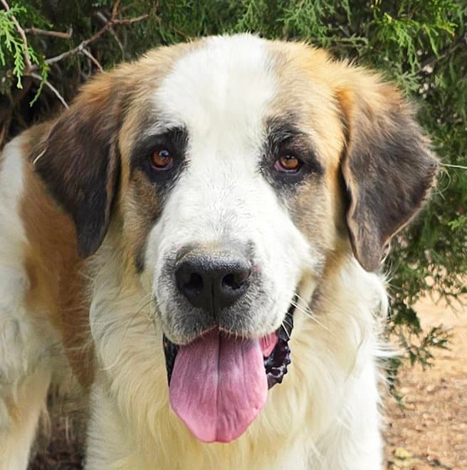 Fun Loving Franz Wow - Saint Bernard