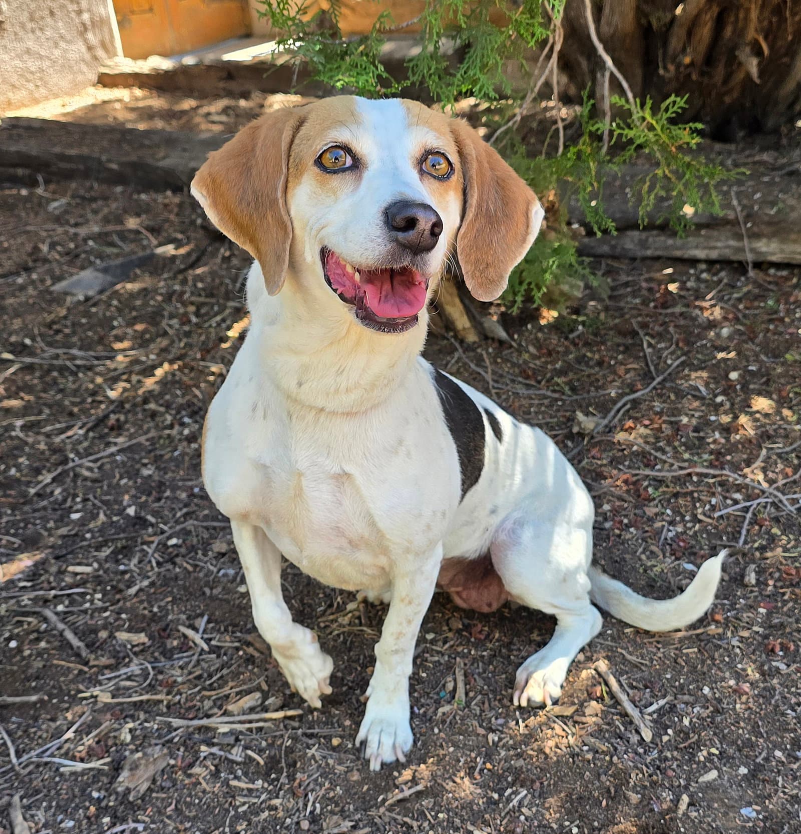 Heavenly Lil Ms Harriet Quiet Beagle - Beagle