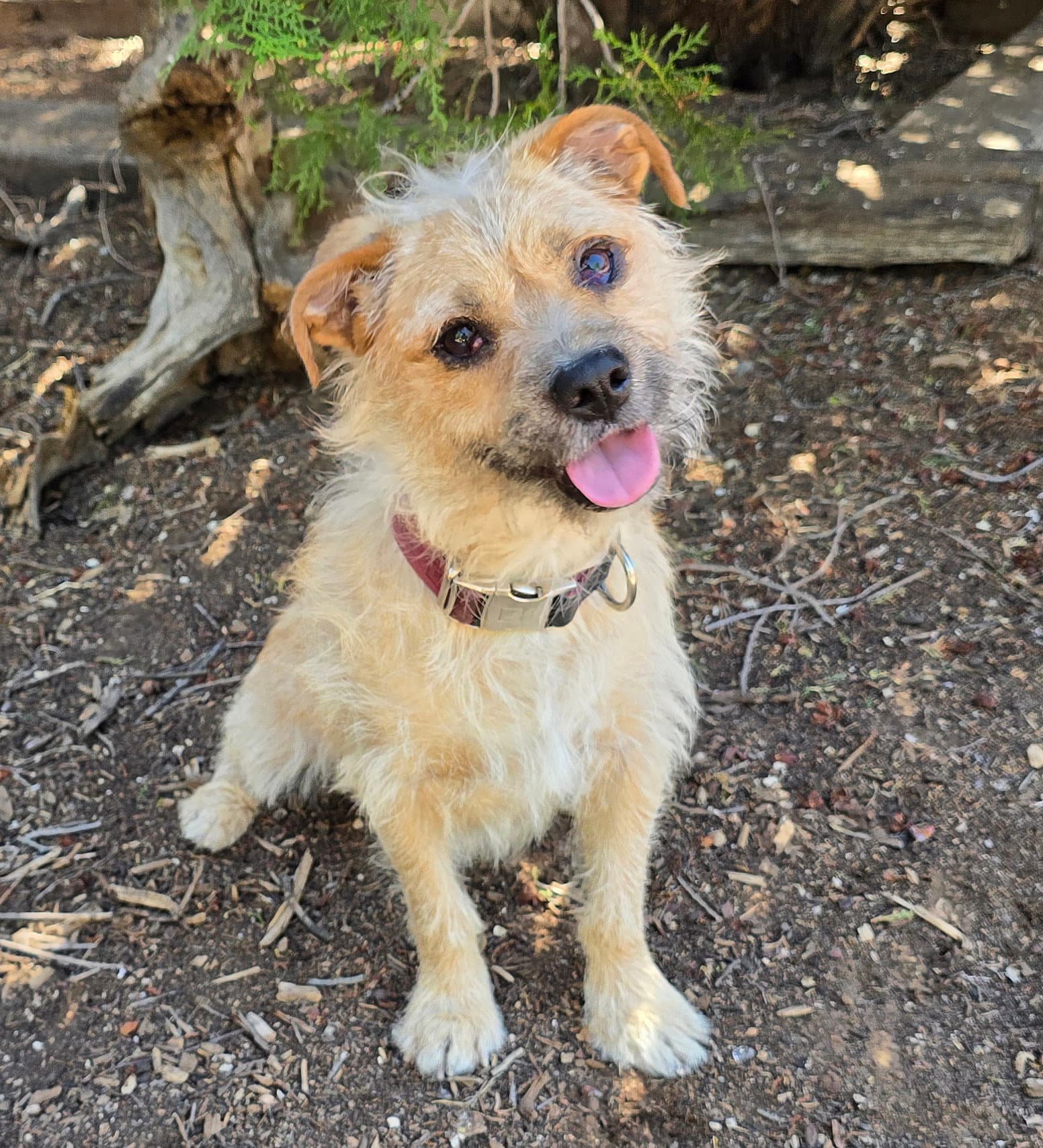 Always Happy Herk Easy Border Terrier - Border Terrier