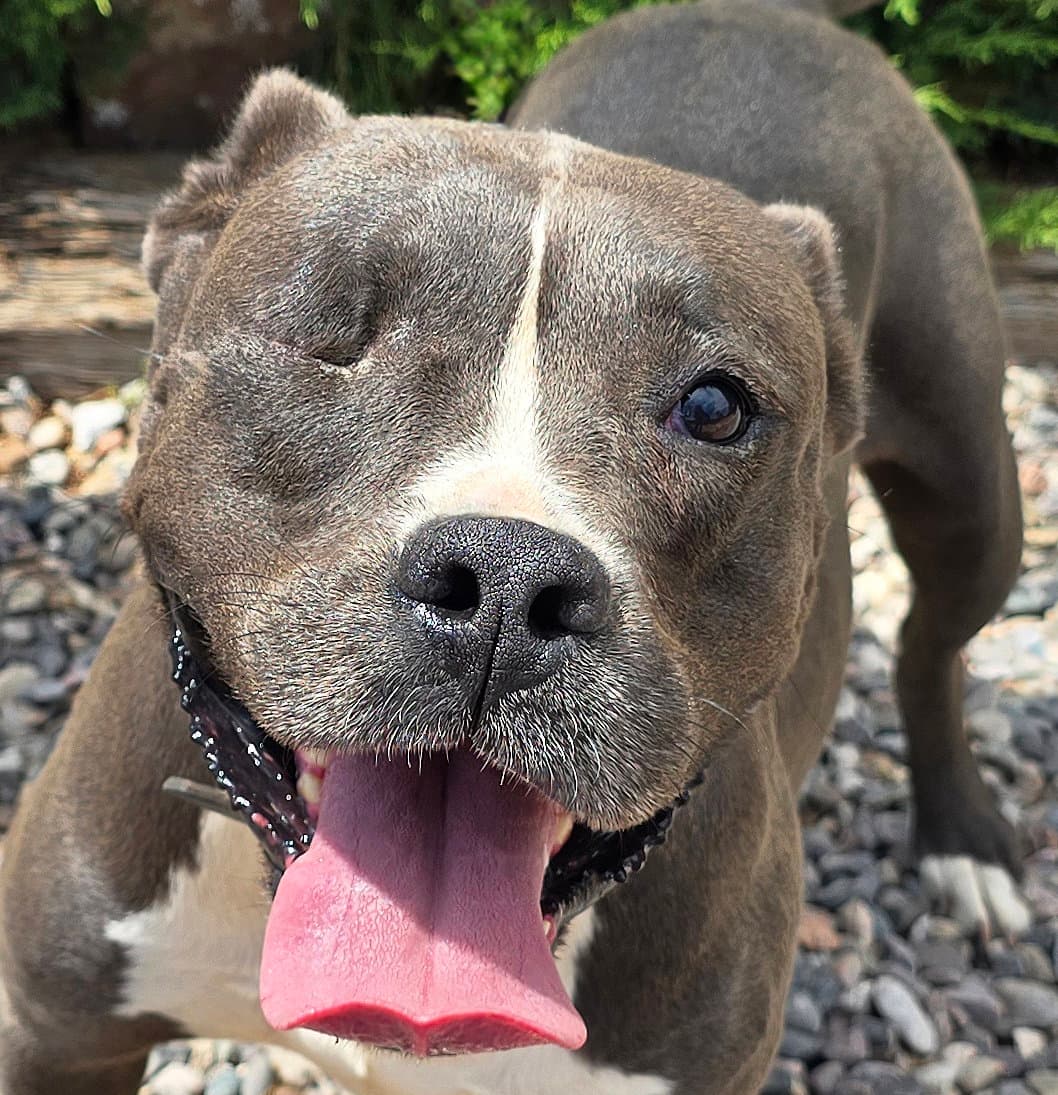 Jazzy Ms Jyn Glorious American Bully - Bulldog