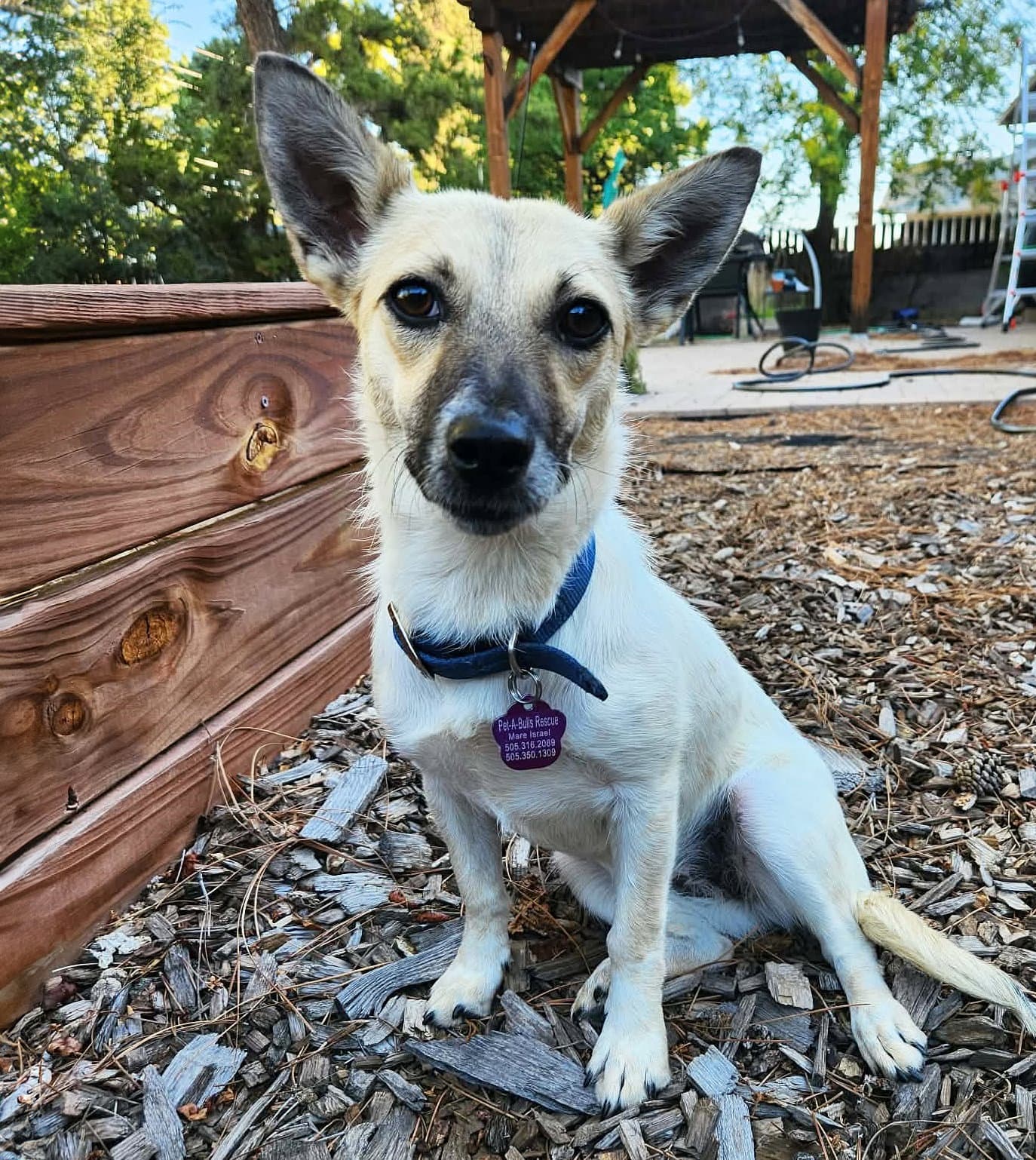 Serene Lil Ms Sabine Snuggly Sweet - Rat Terrier