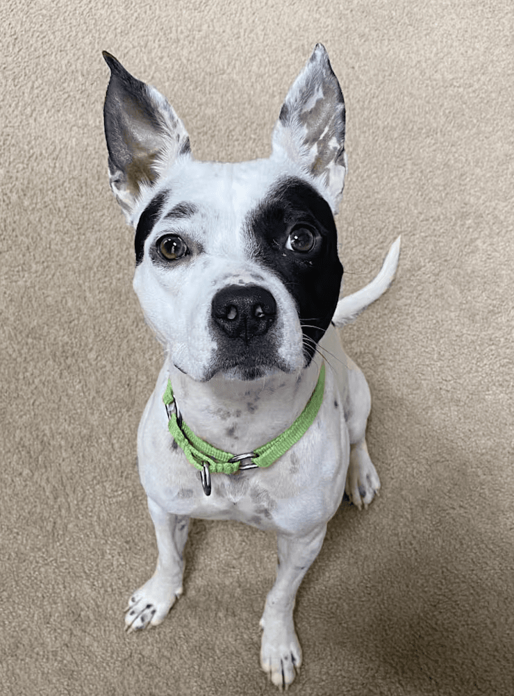 Oreo - Dalmatian