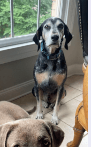 Blue Urgently Needs Foster Or Adopter - Bluetick Coonhound
