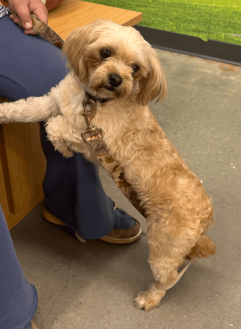 Cookie - Shih Tzu