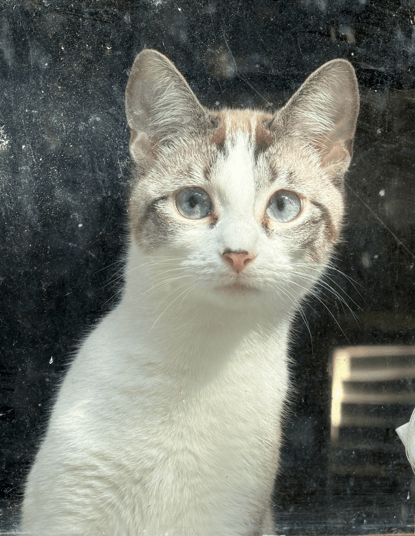 Polly Pocket Bonded With Goopy - Domestic Short Hair