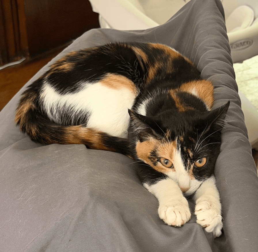 Goopy Bonded With Polly Pocket - Domestic Short Hair