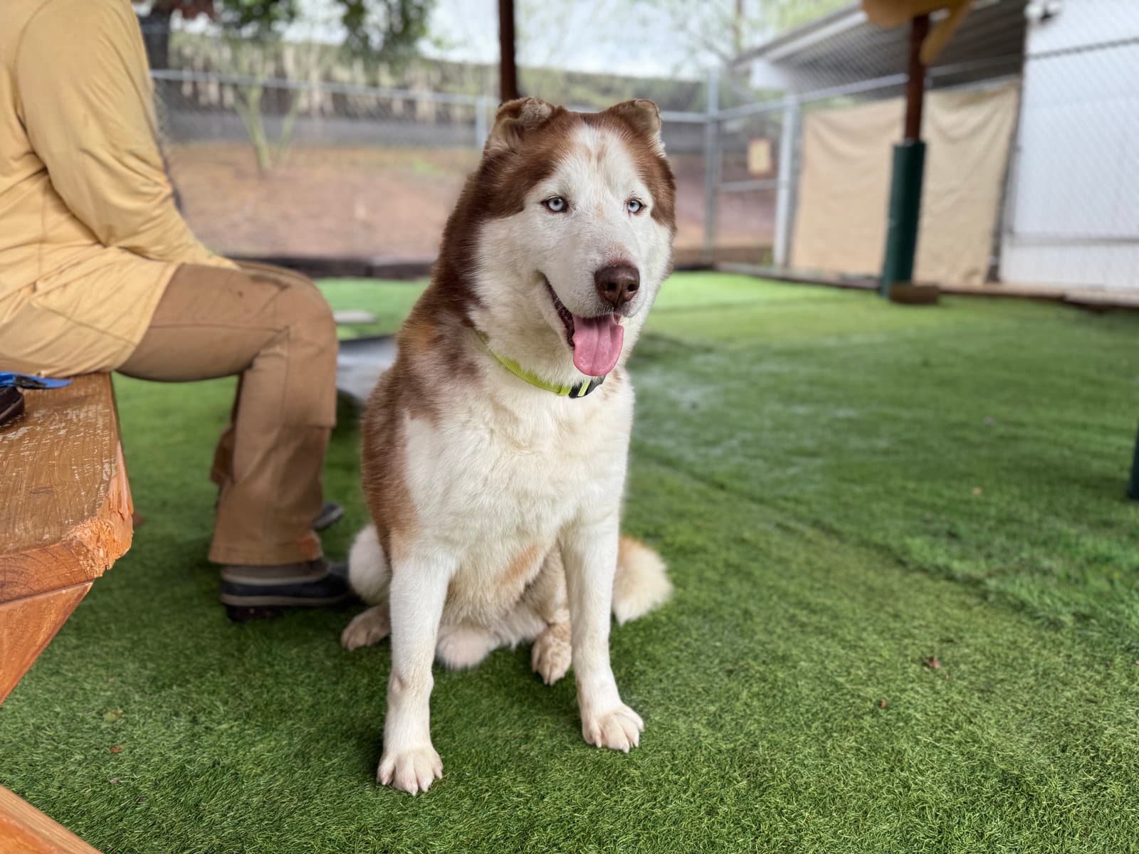 Barry - Husky