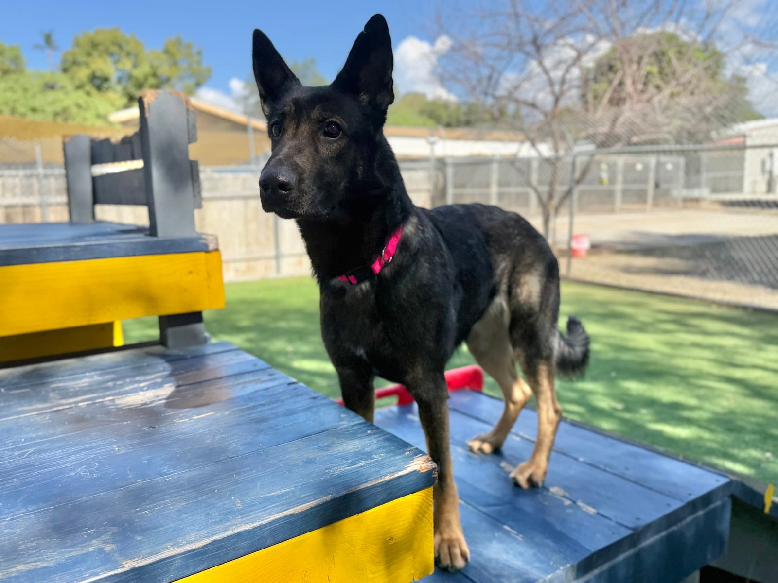 Brynn - German Shepherd Dog