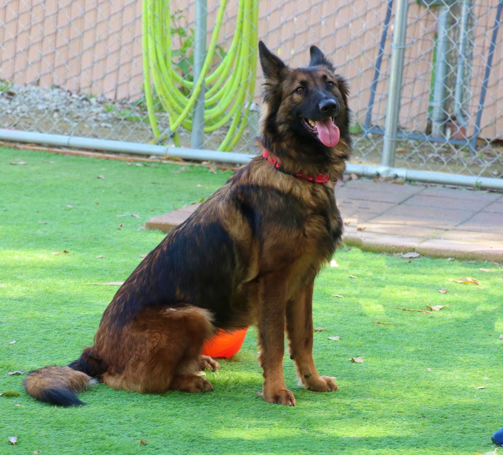 Harper - German Shepherd Dog