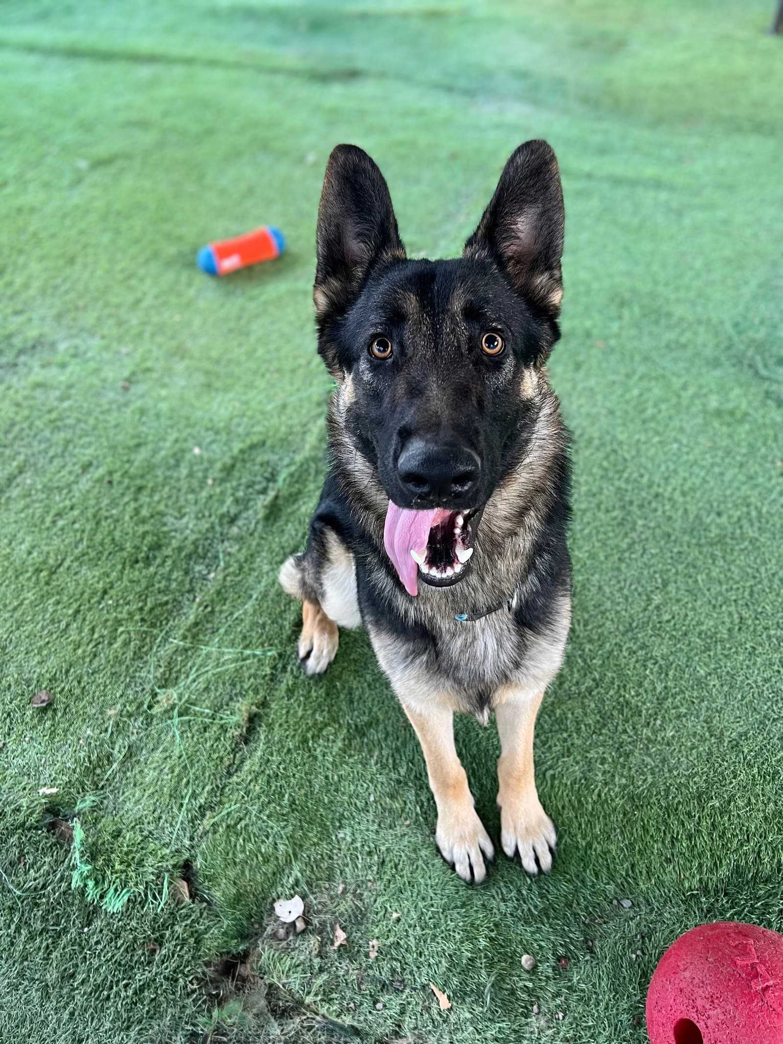 Hudson - German Shepherd Dog