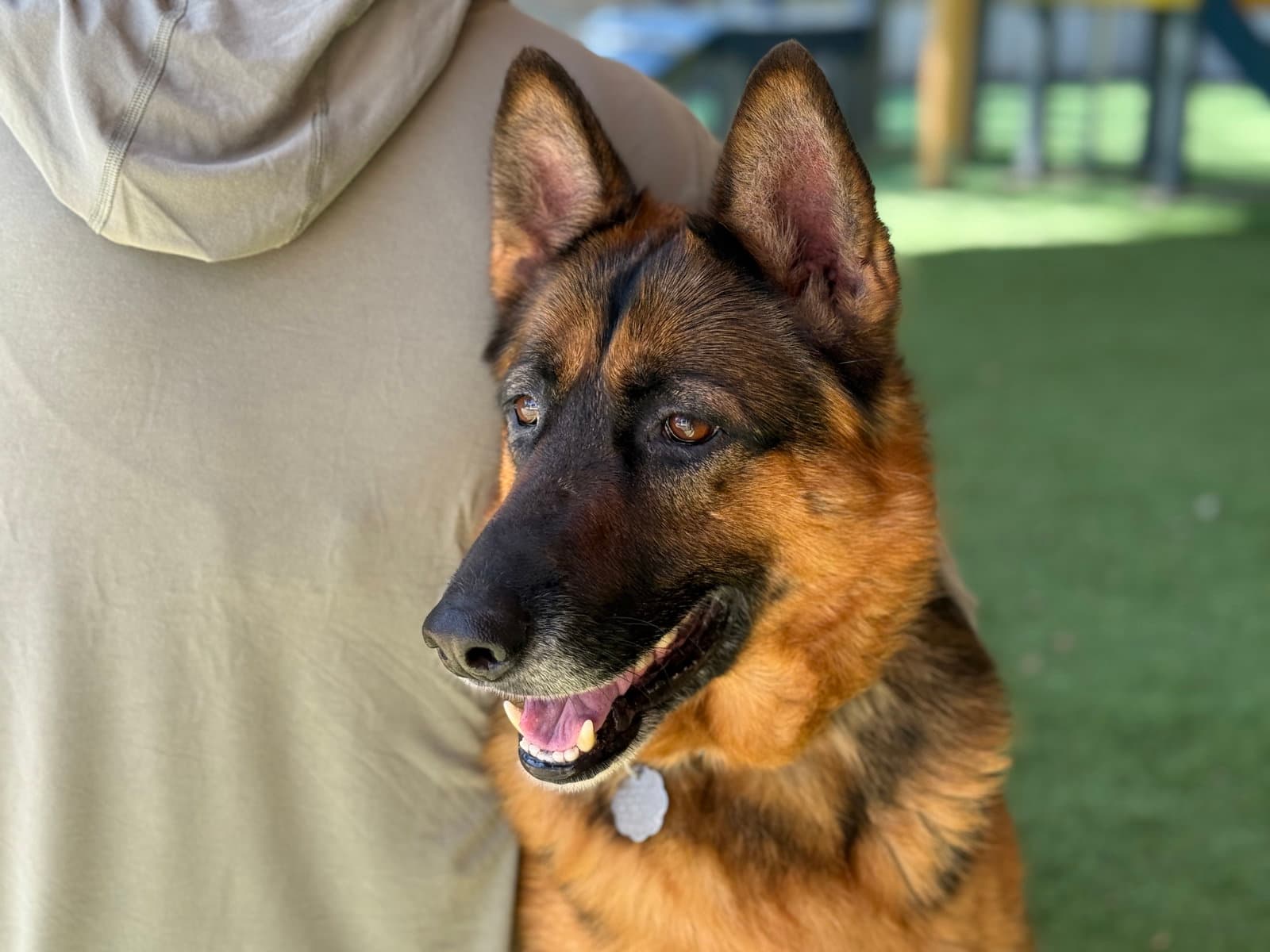 Murphy - German Shepherd Dog