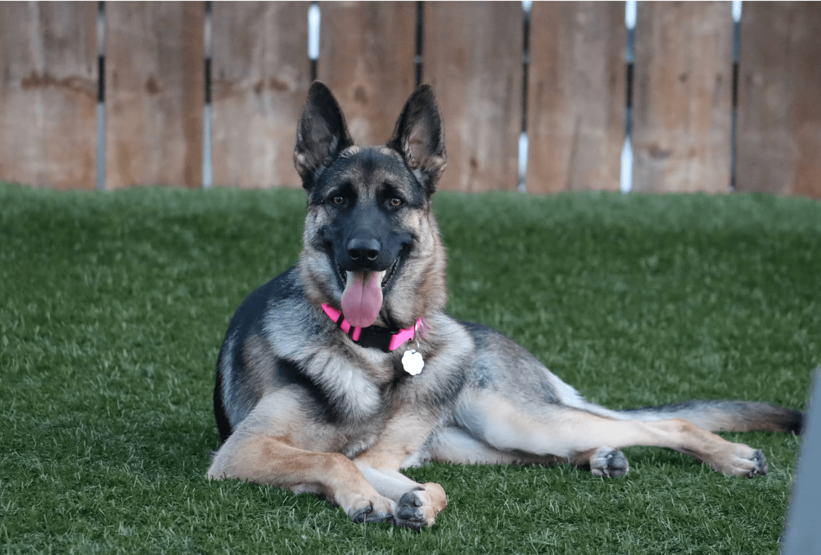 Ivy - German Shepherd Dog