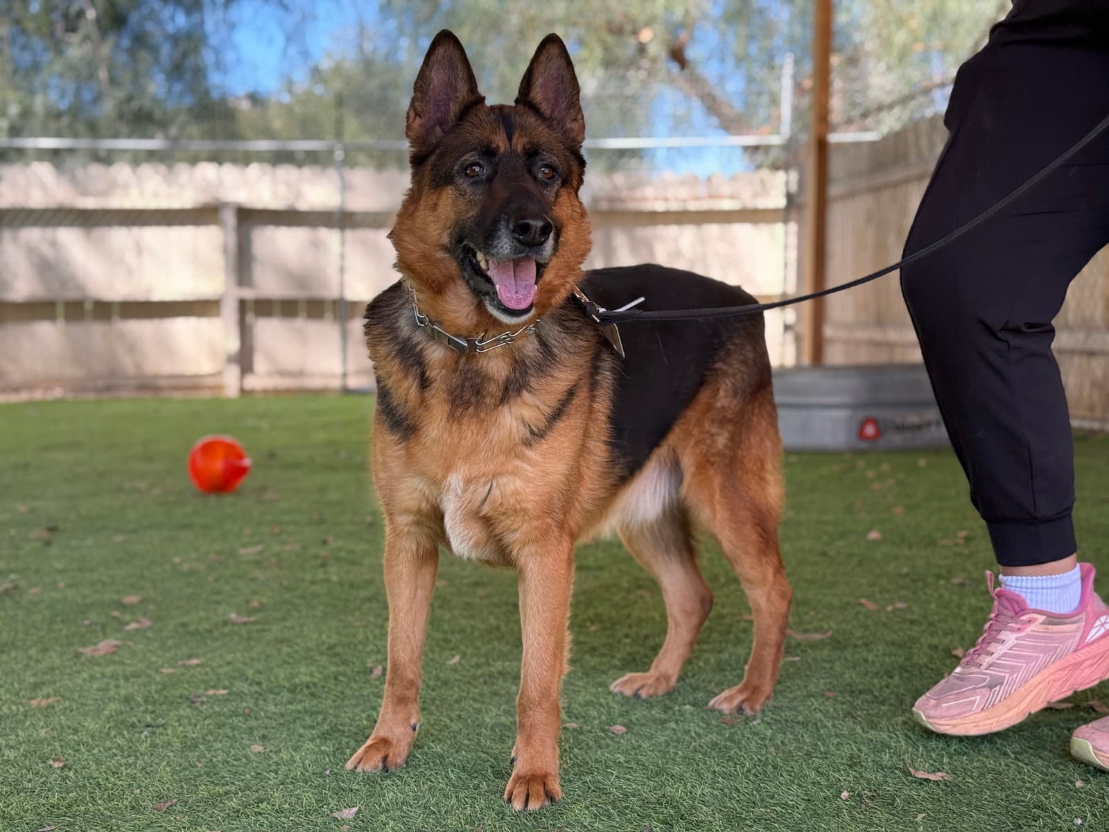Murphy - German Shepherd Dog