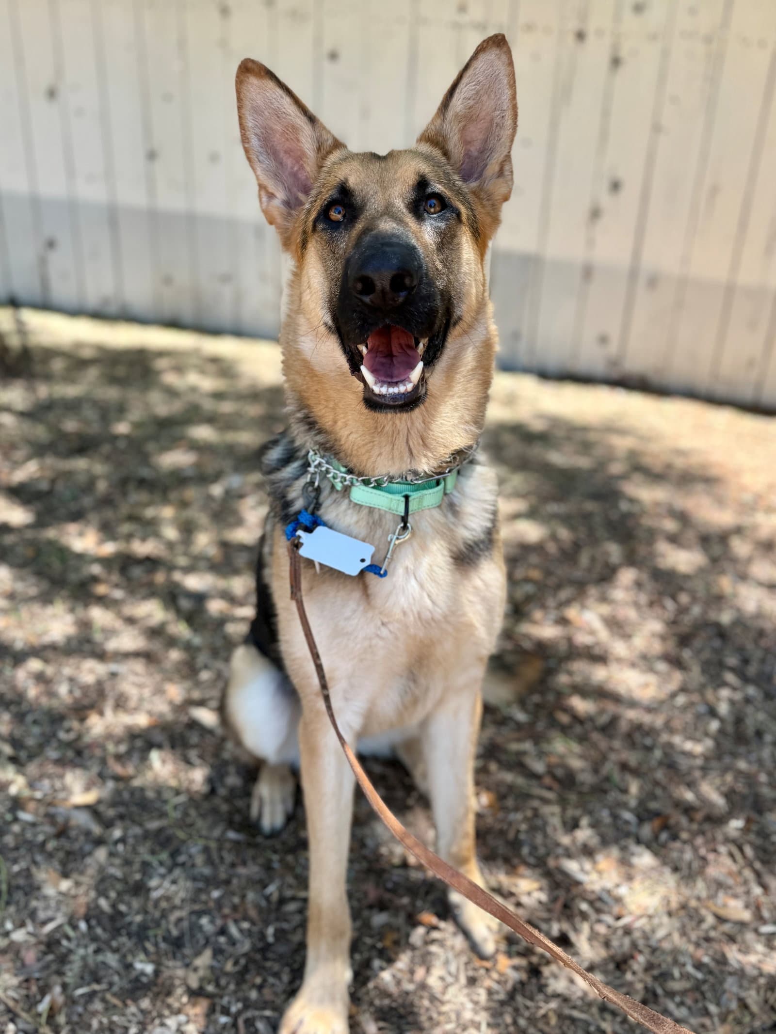 Ross - German Shepherd Dog