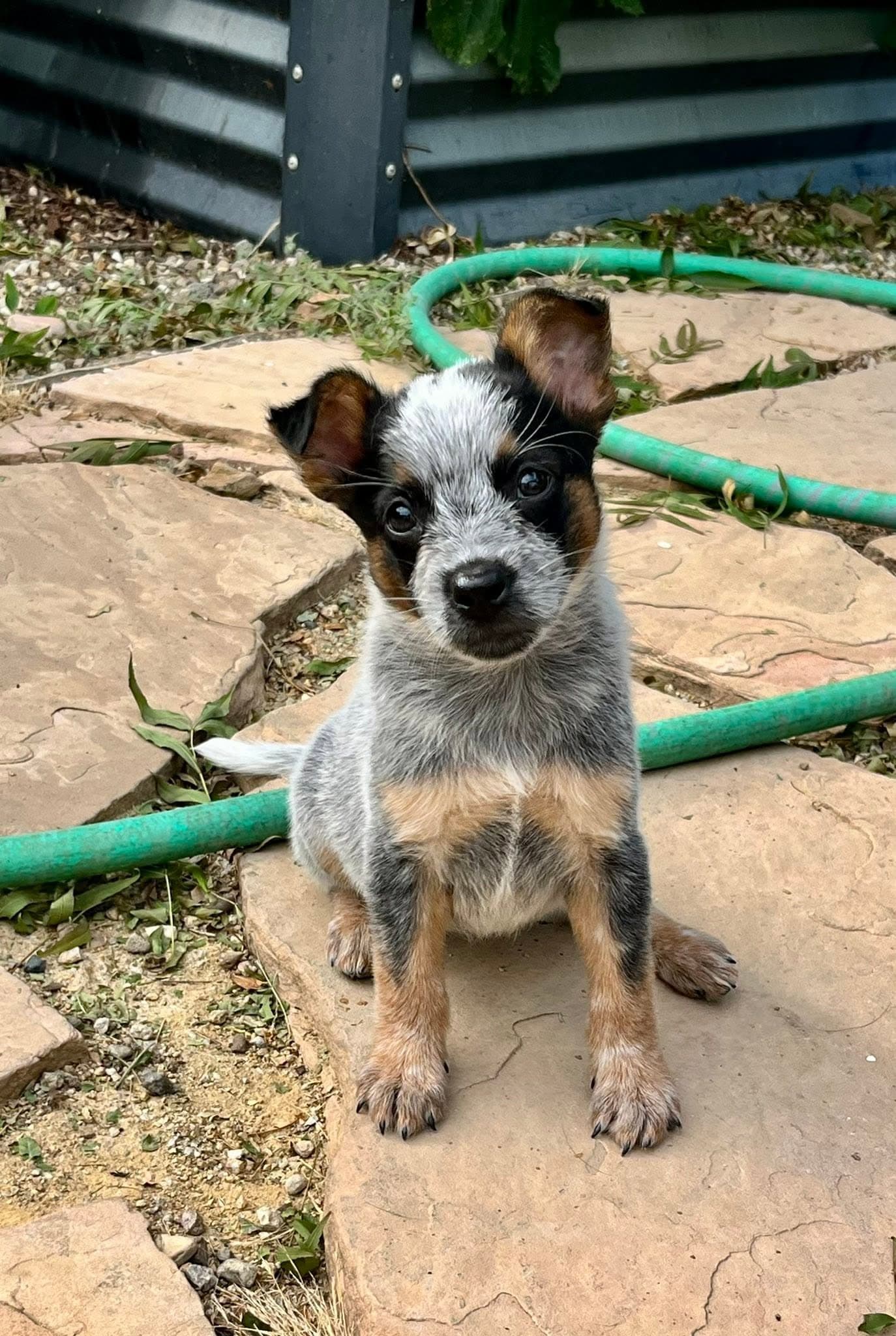 Reina - Australian Cattle Dog/Blue Heeler